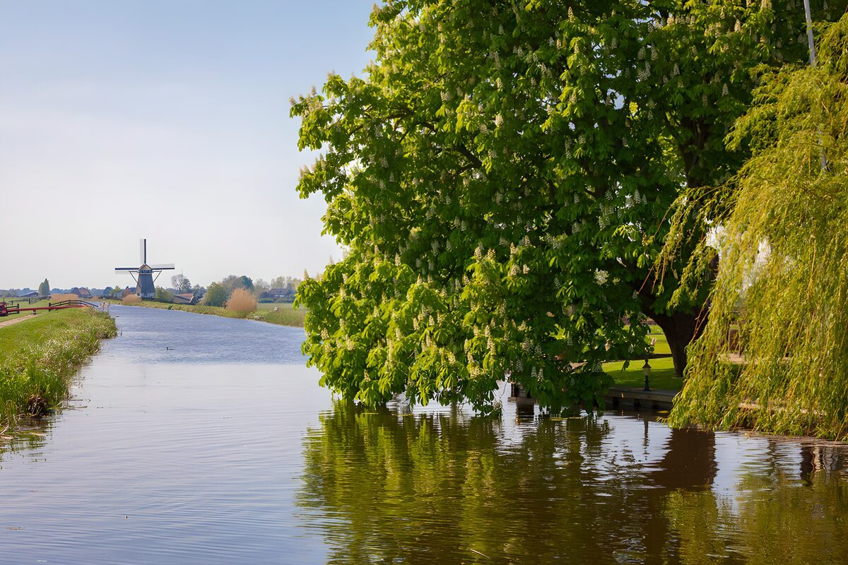 TP36363: Kanaal met overhangende boom en op de achtergrond een molen