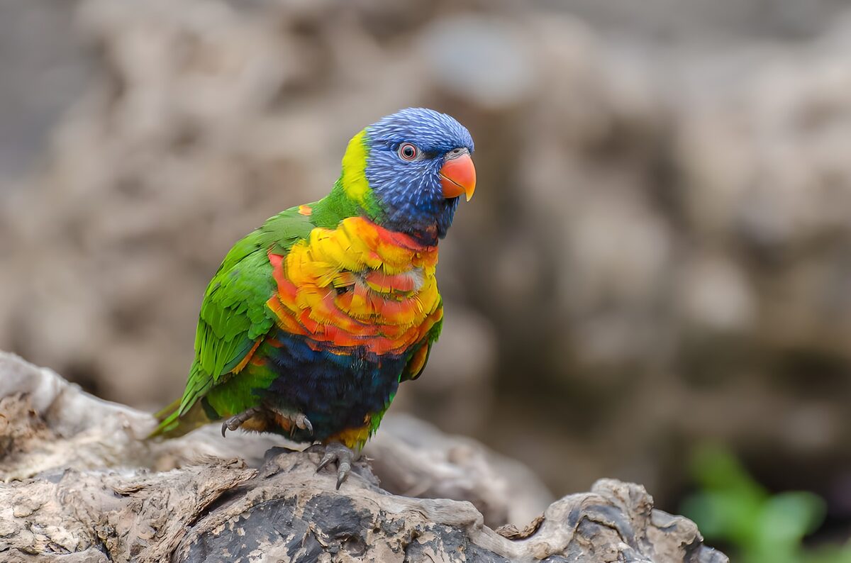 TP34935: Kleurrijke lorikeet op een tak