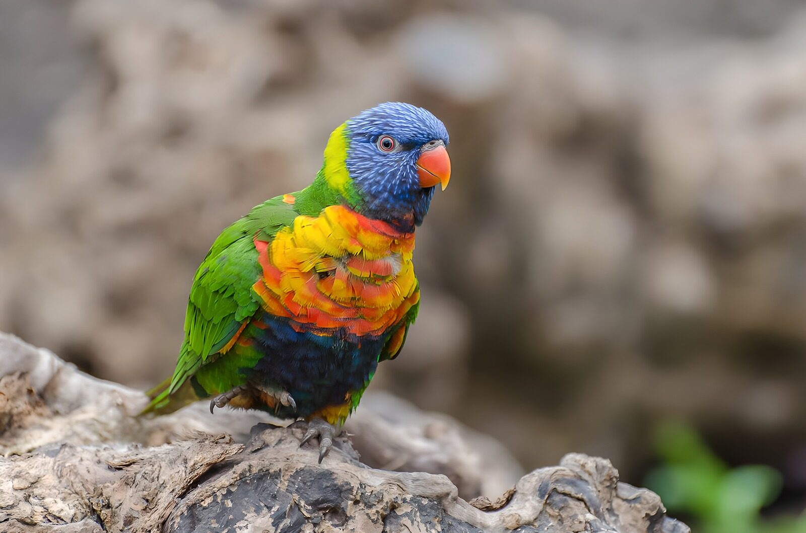 TP34935: Kleurrijke lorikeet op een tak