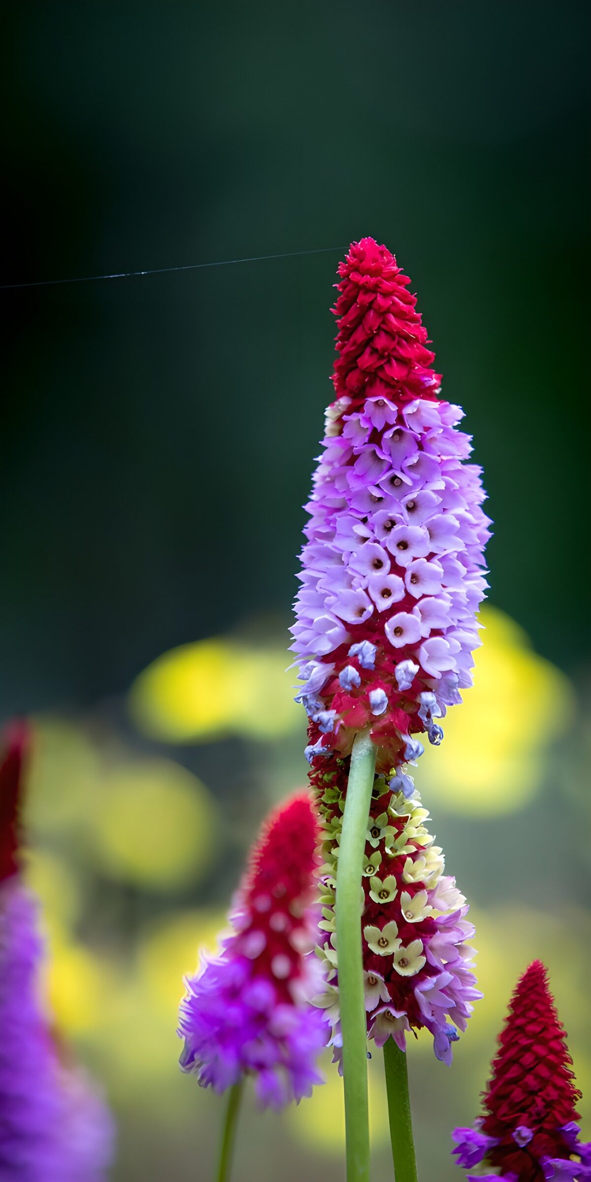 Primula-sleutelbloem