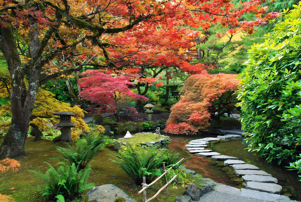 Kleurrijke herfsttuin met vijver