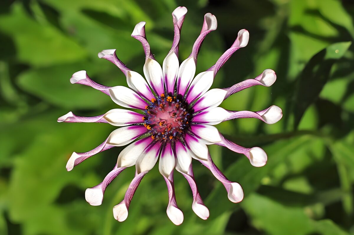 Zoete granadilla 