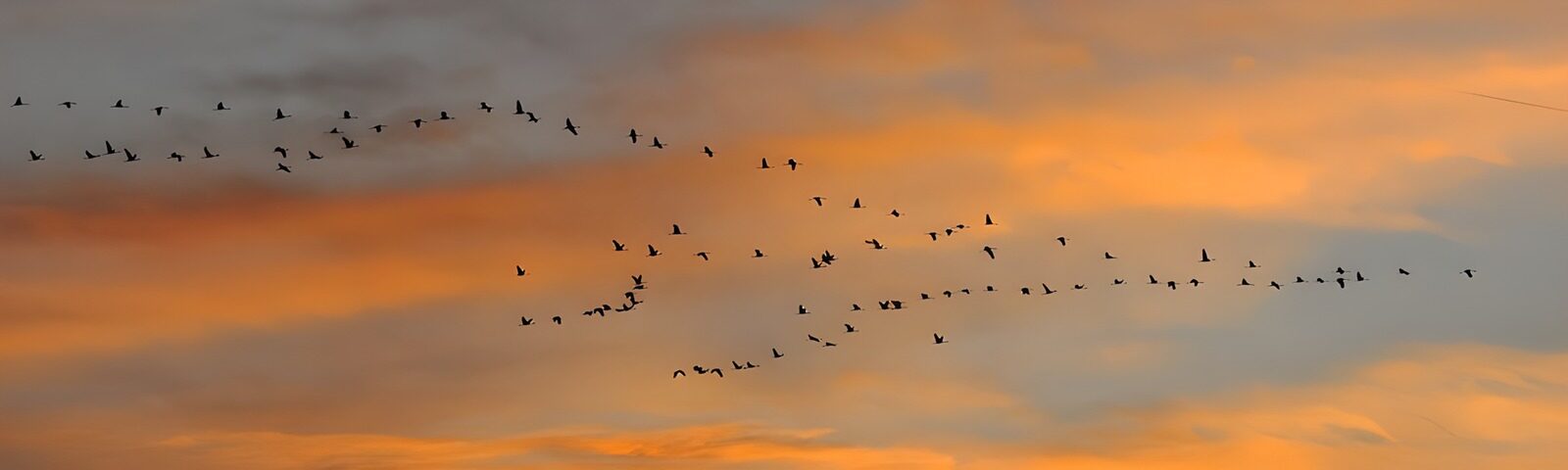 TP18545: Vogels in de avondlucht