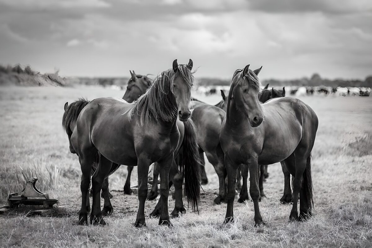 Groep zwarte paarden in het gras
