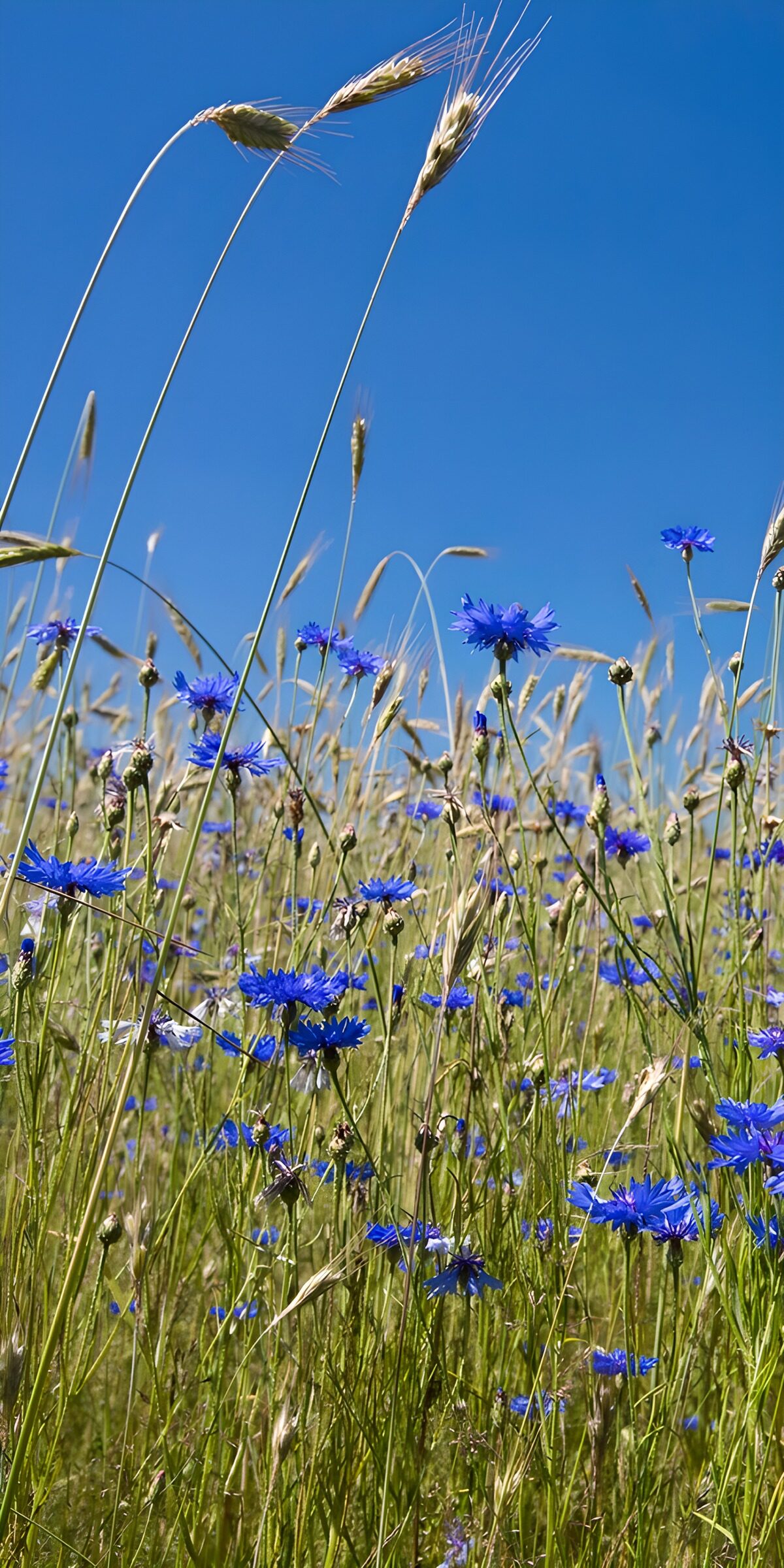Bloemenweide onder een heldere lucht