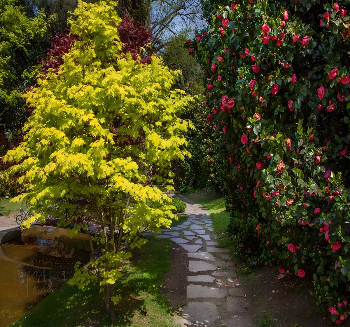 Pad door Japanse esdoorn en rode camellia 2