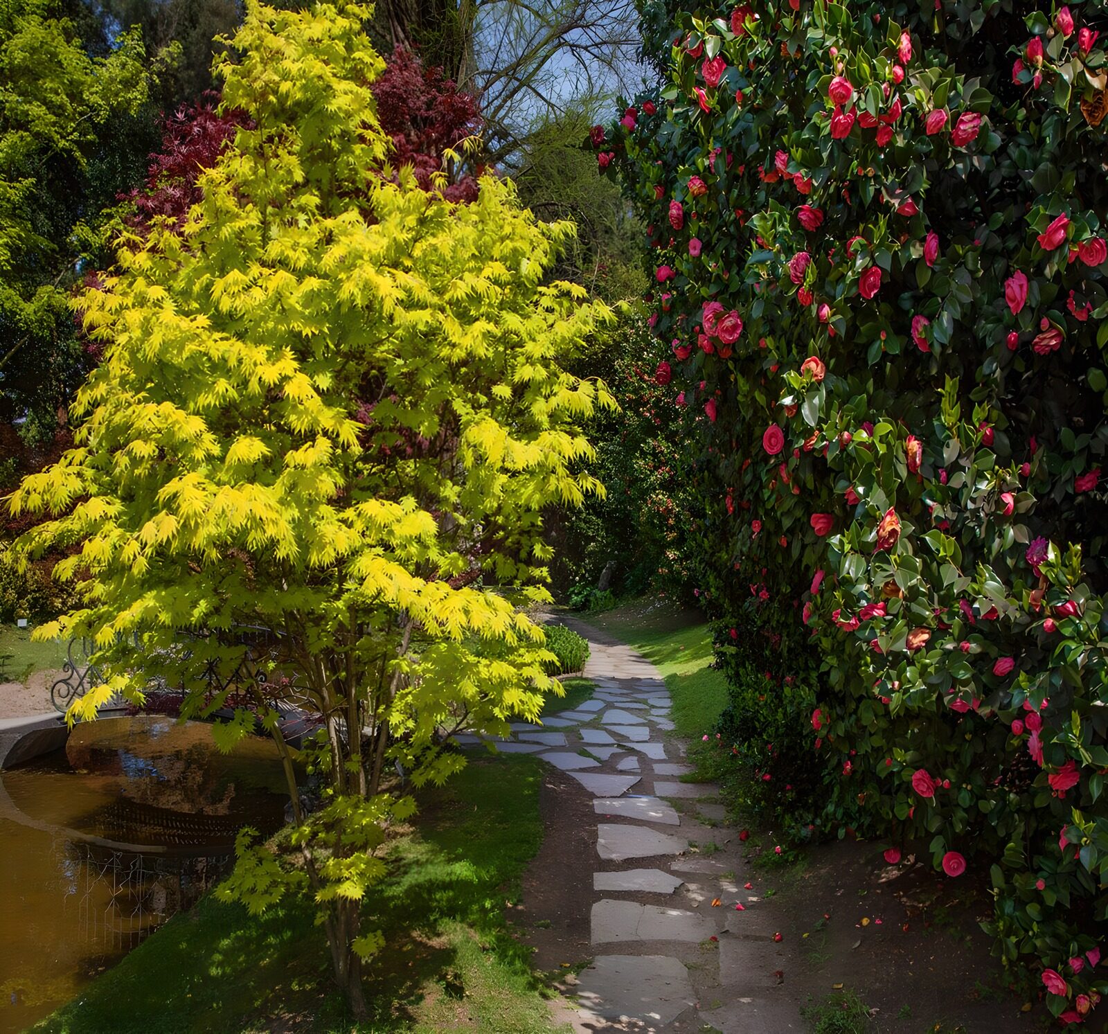 TP31800: Pad door Japanse esdoorn en rode camellia 2