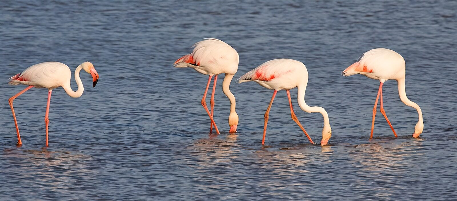 TP50970: Elegante flamingo's in het water