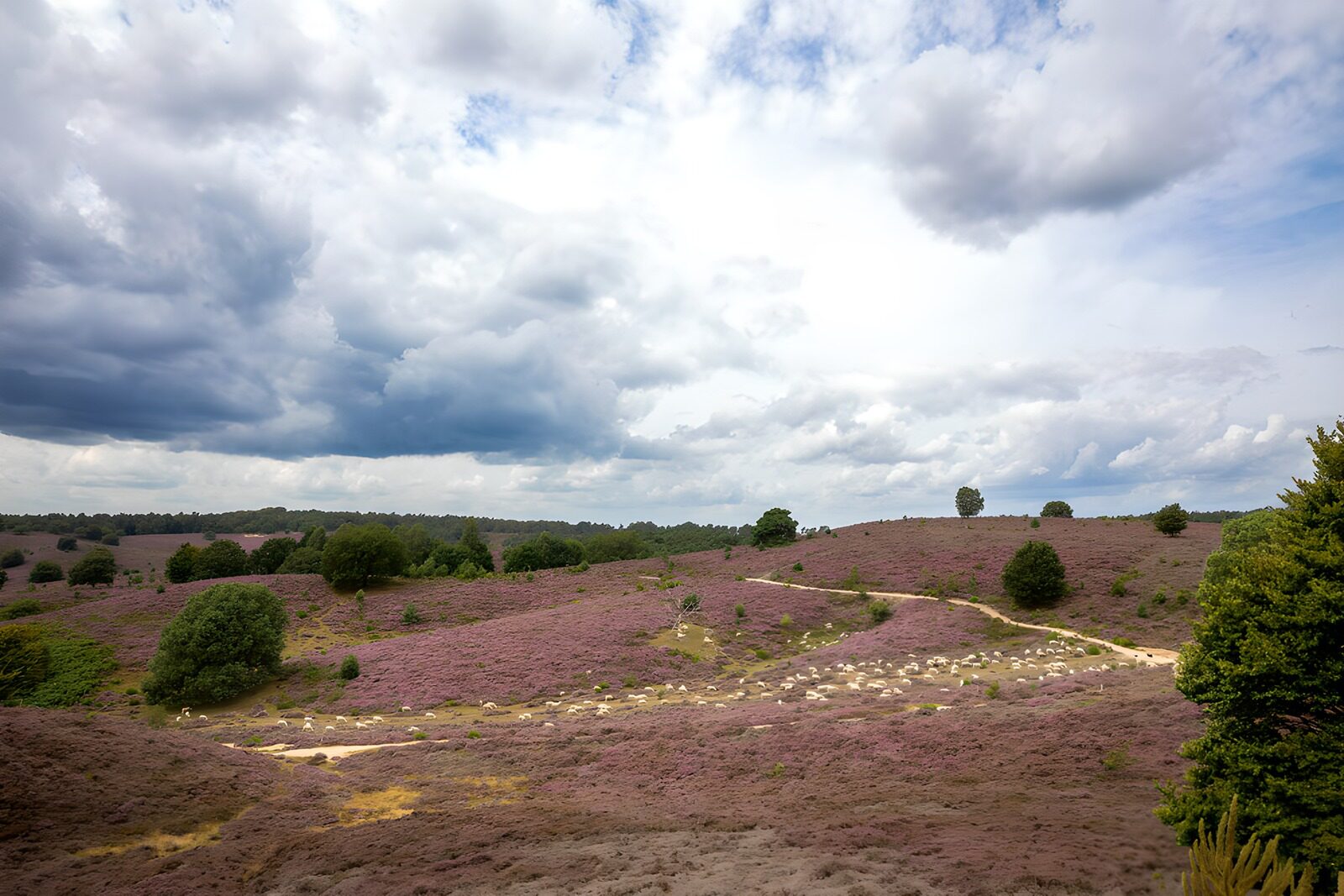 TP10078: Prachtig paarse heidevelden onder bewolkte lucht