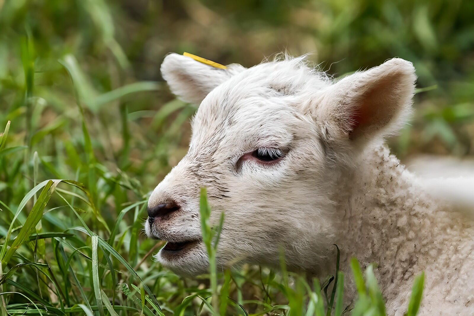 TP87159: Schattig Lammetje in het Groen
