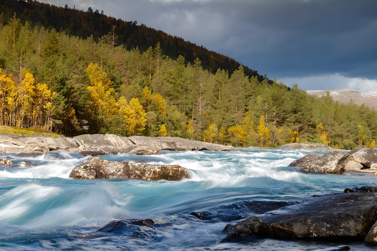 Rustgevende rivier omgeven door bossen