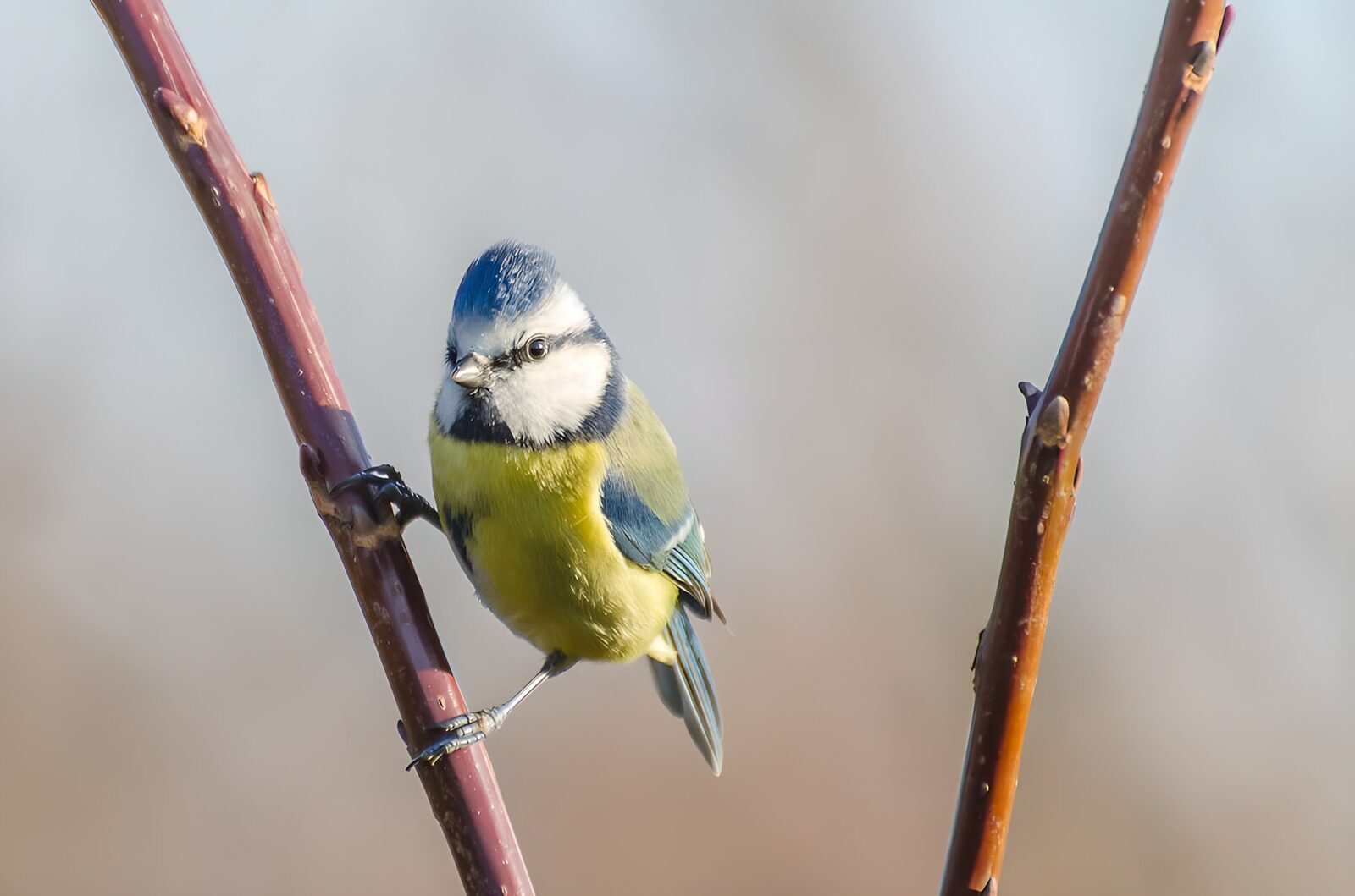 TP57624: Blauwborstje op tak