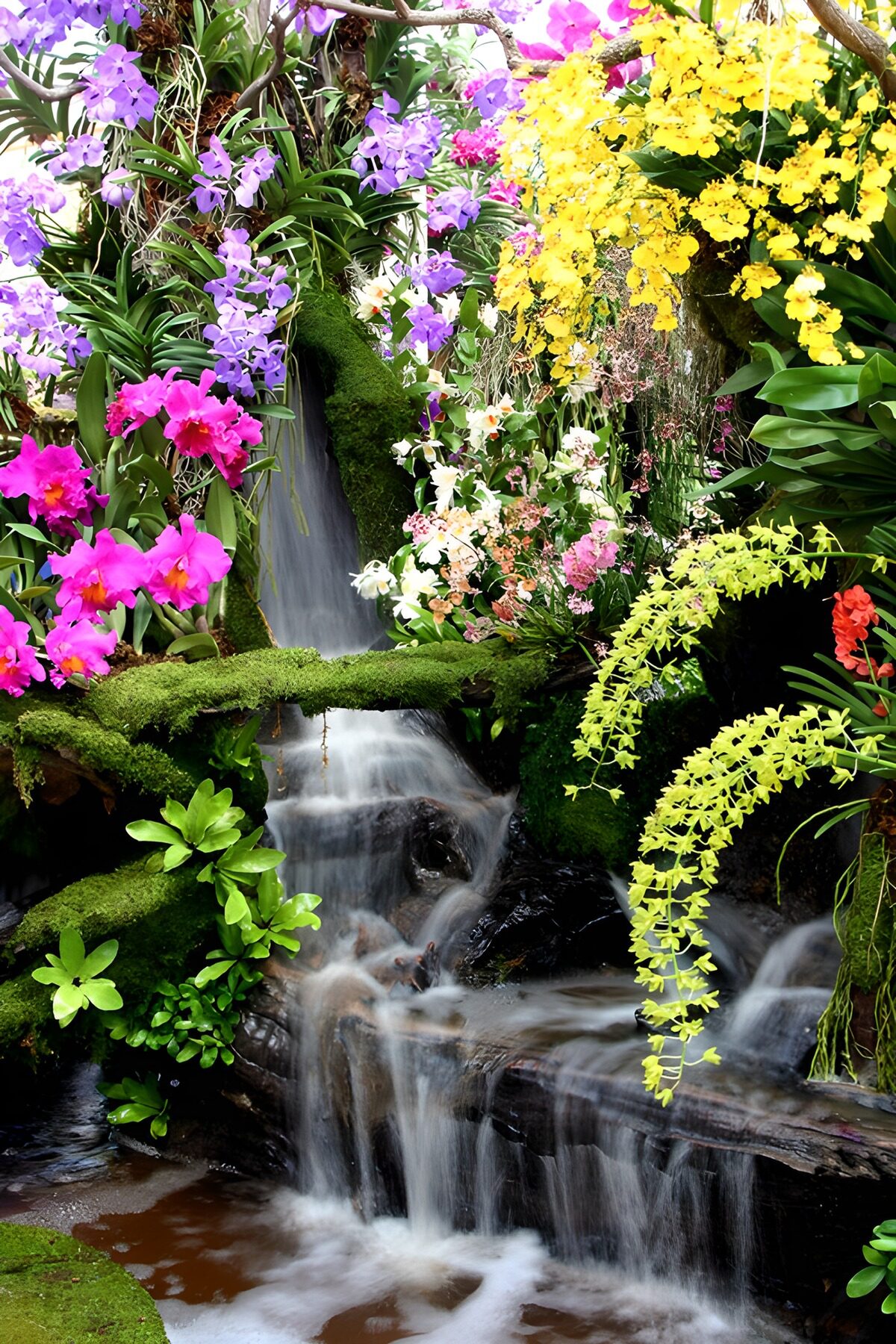 TP40124: Waterval omringd door kleurrijke orchideeën