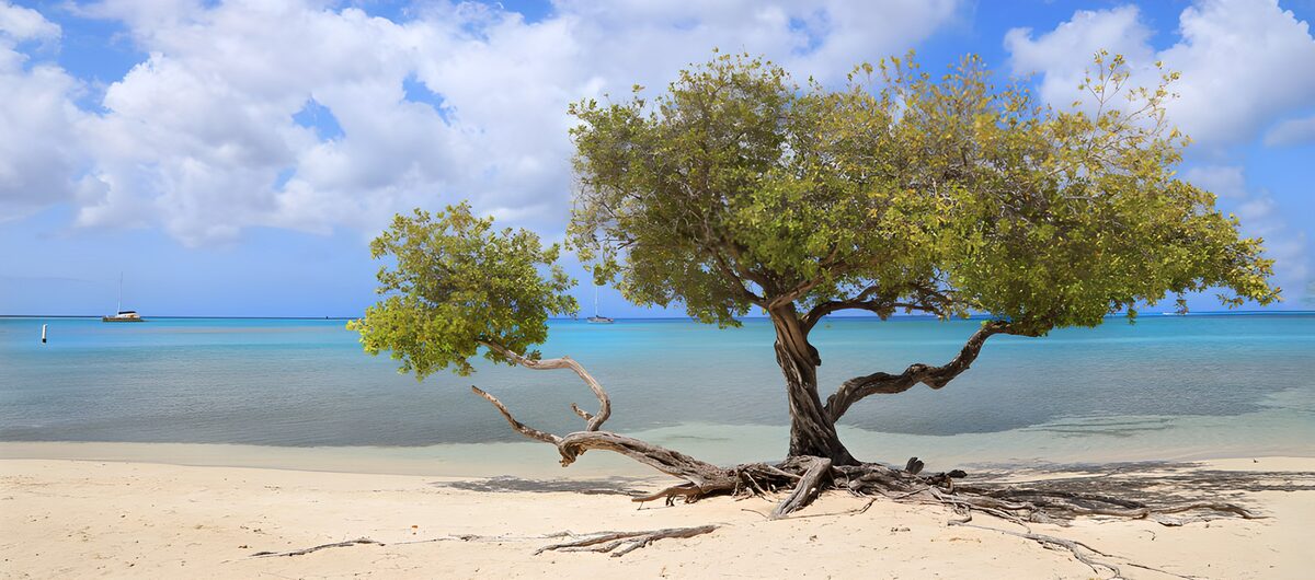 Eenzaam boom aan het strand