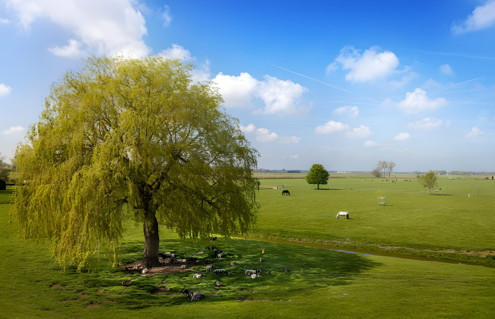 TP65766: Rustige groene weide met bomen