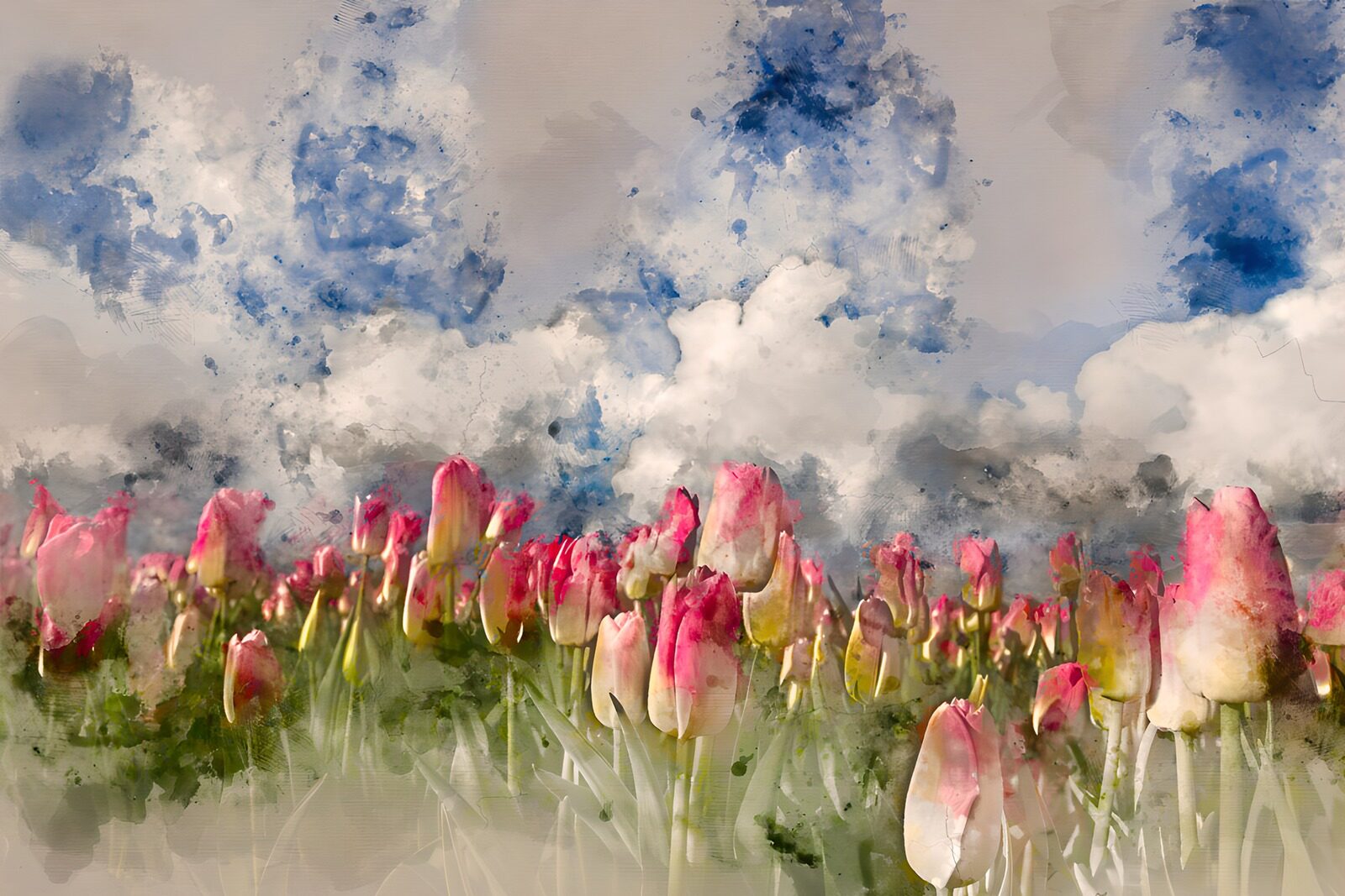 TP12498: Kleurrijke tulpen onder een blauwe lucht