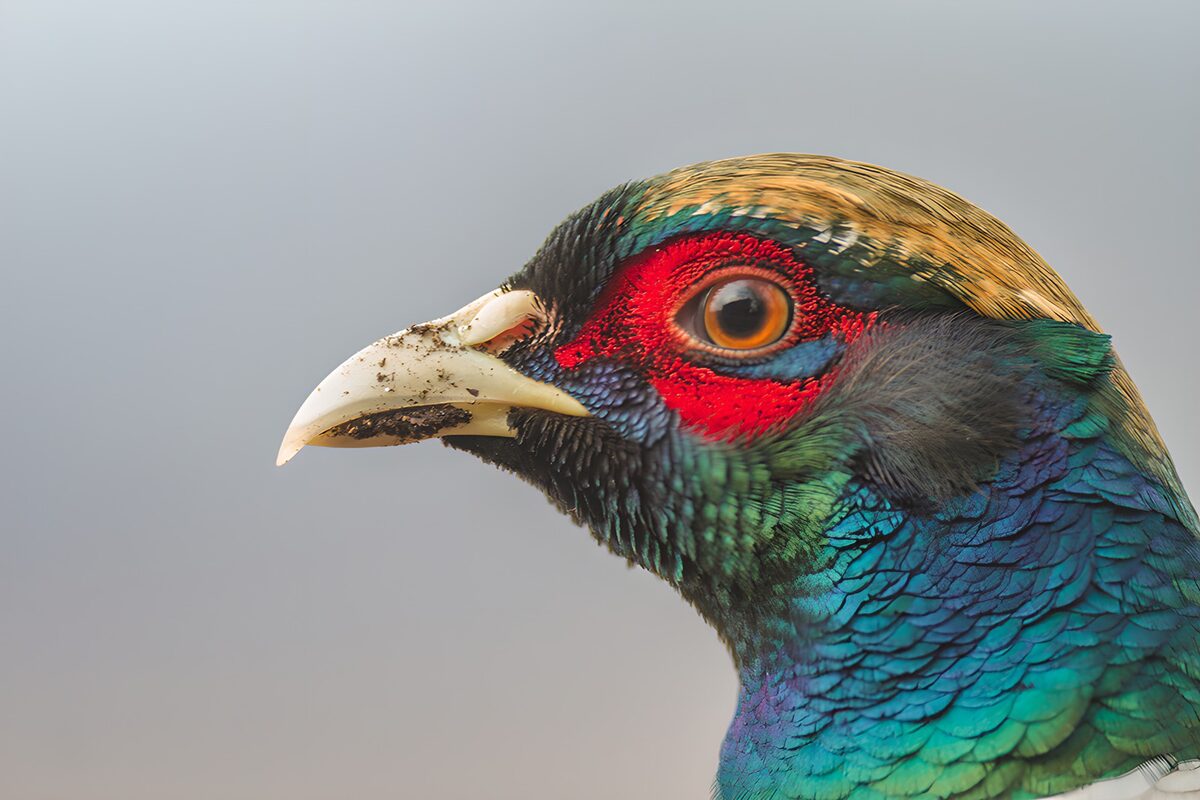 TP24245: Prachtige close-up van een exotische vogel