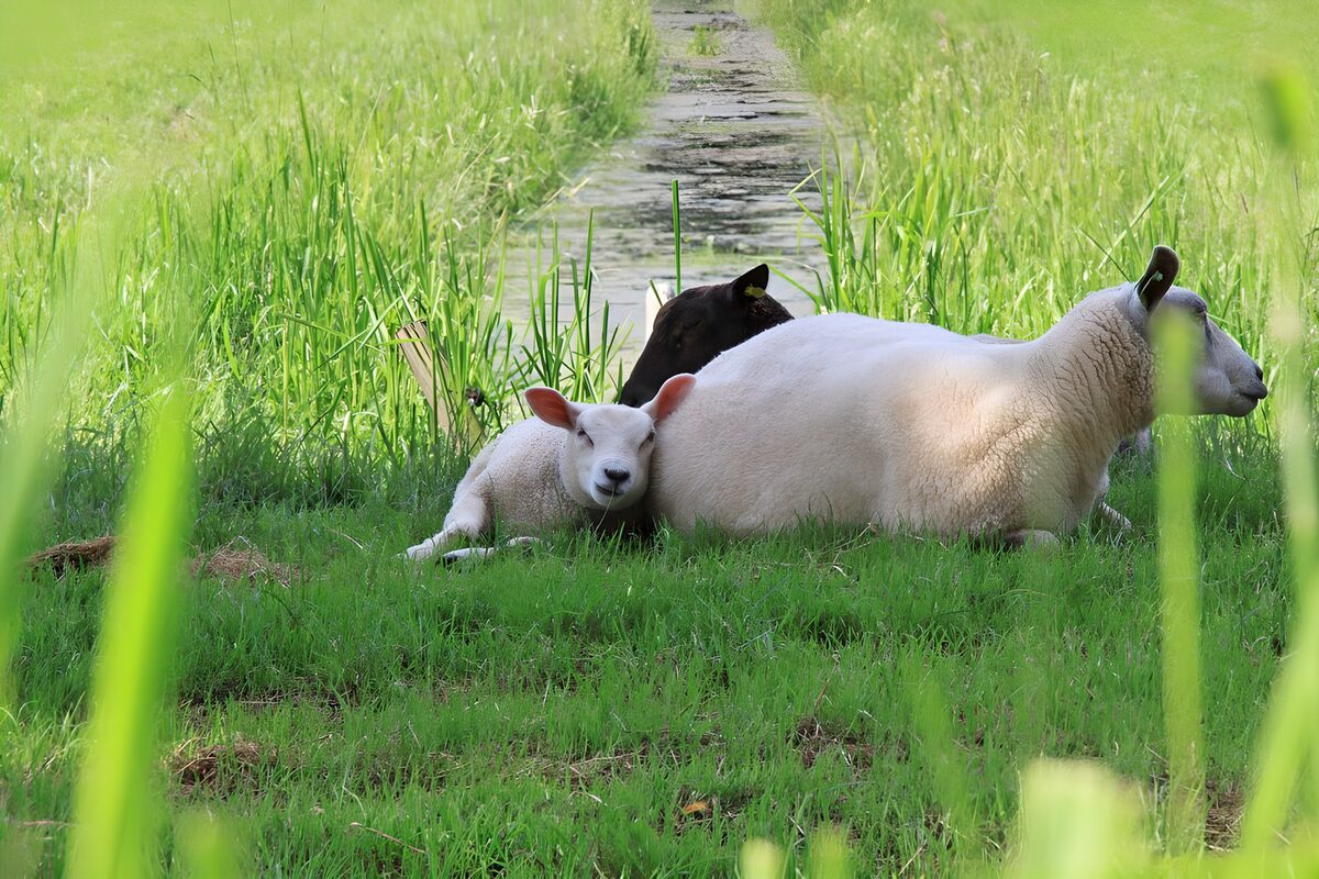 Schaapjes liggend in het gras