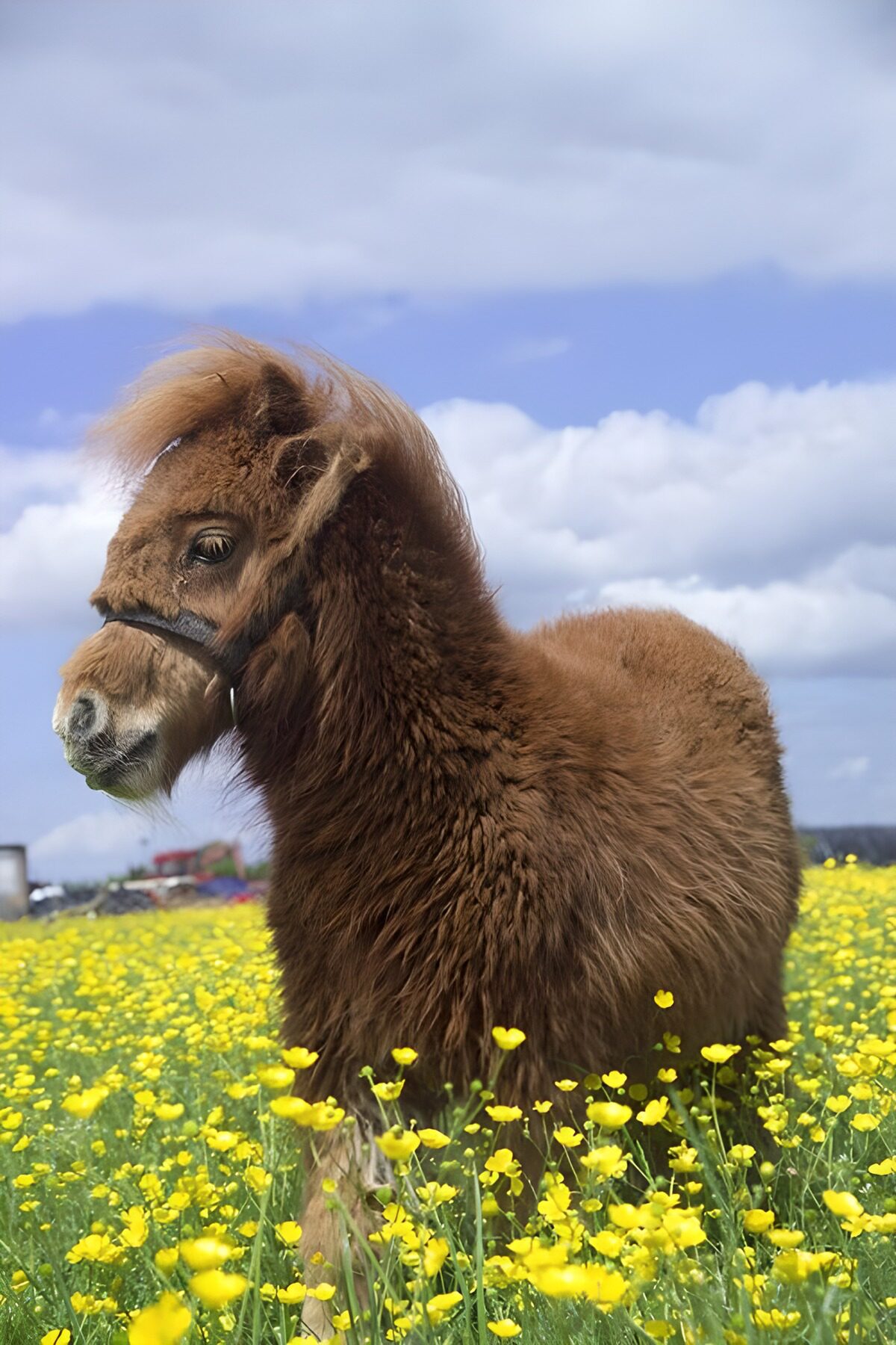 TP32261: Schattig bruin pony in bloeiende wei