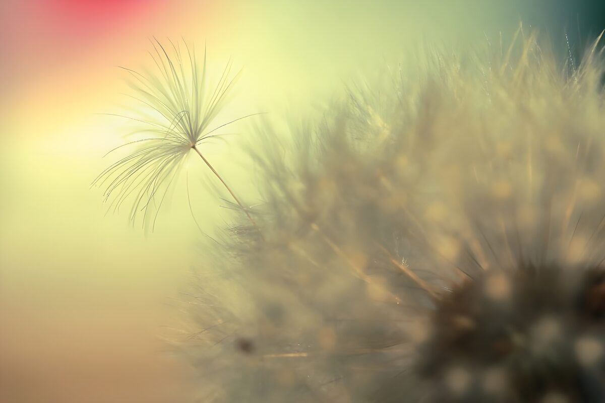 Pappus in stralend licht