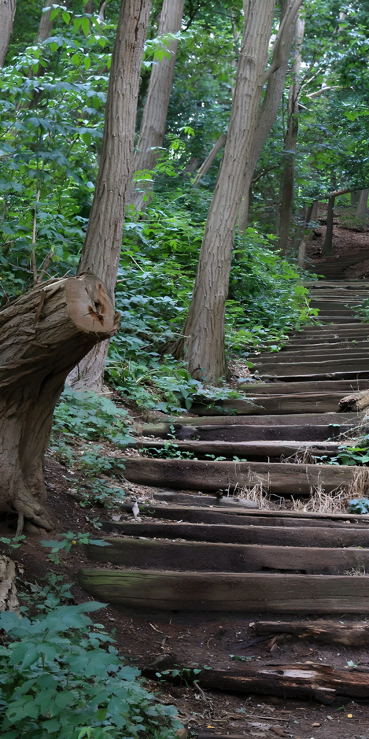 TP11199: Natuurlijke Trap door het Bos