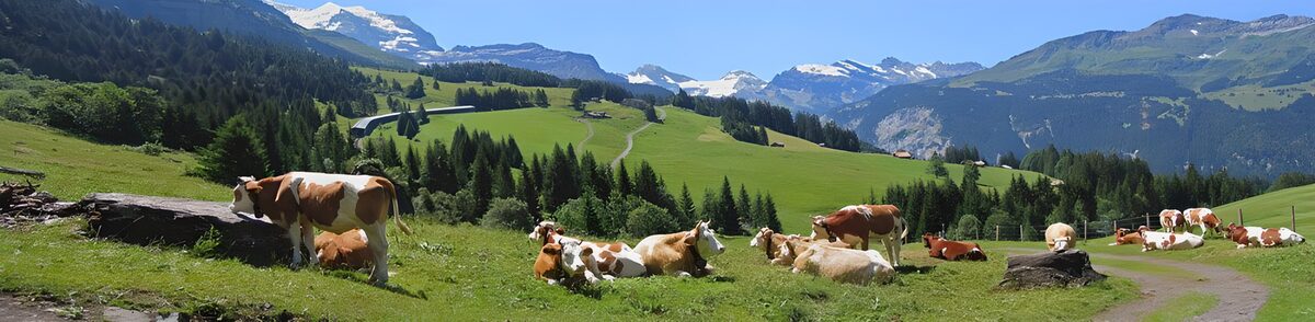 TP13264: Rustige koeien in de Alpenweide