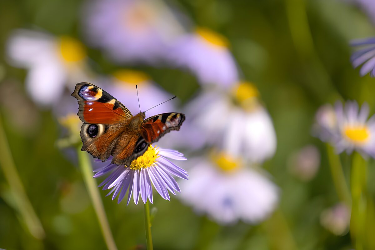 Vlinder op een paarse bloem