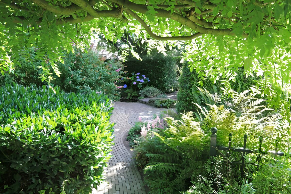 Paadje met pergola van blauwe regen 