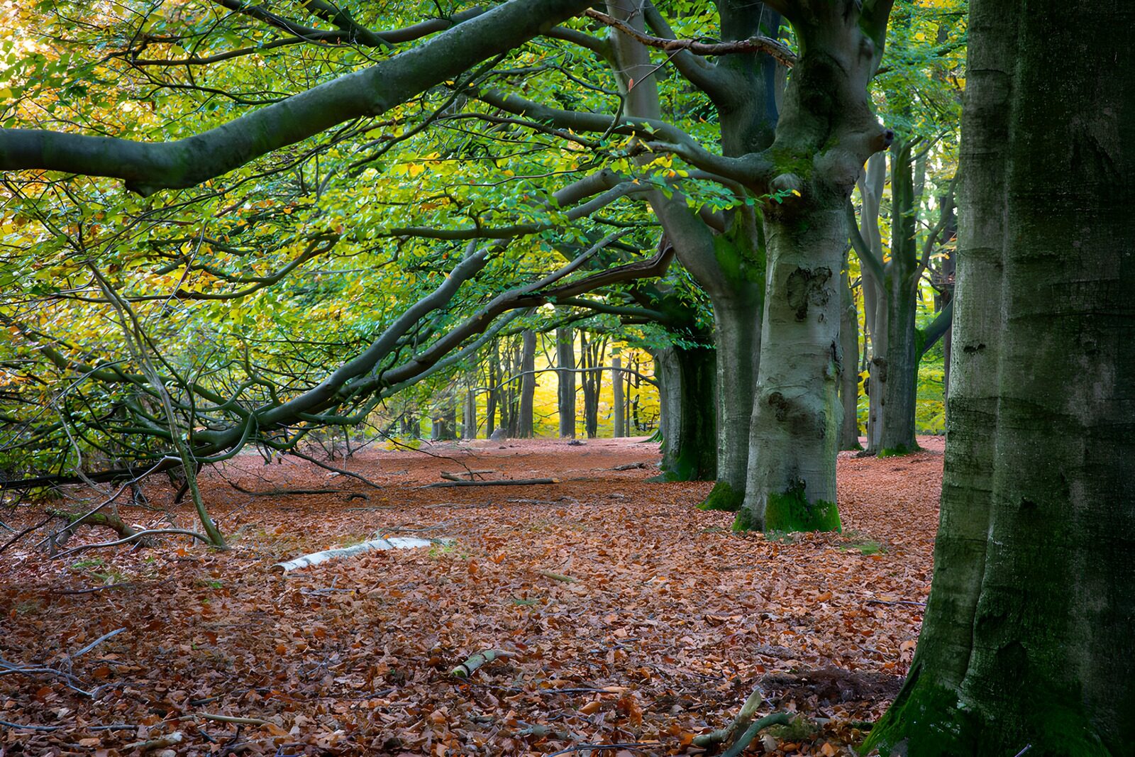 TP15585: Rustige Boswandeling in de Herfst