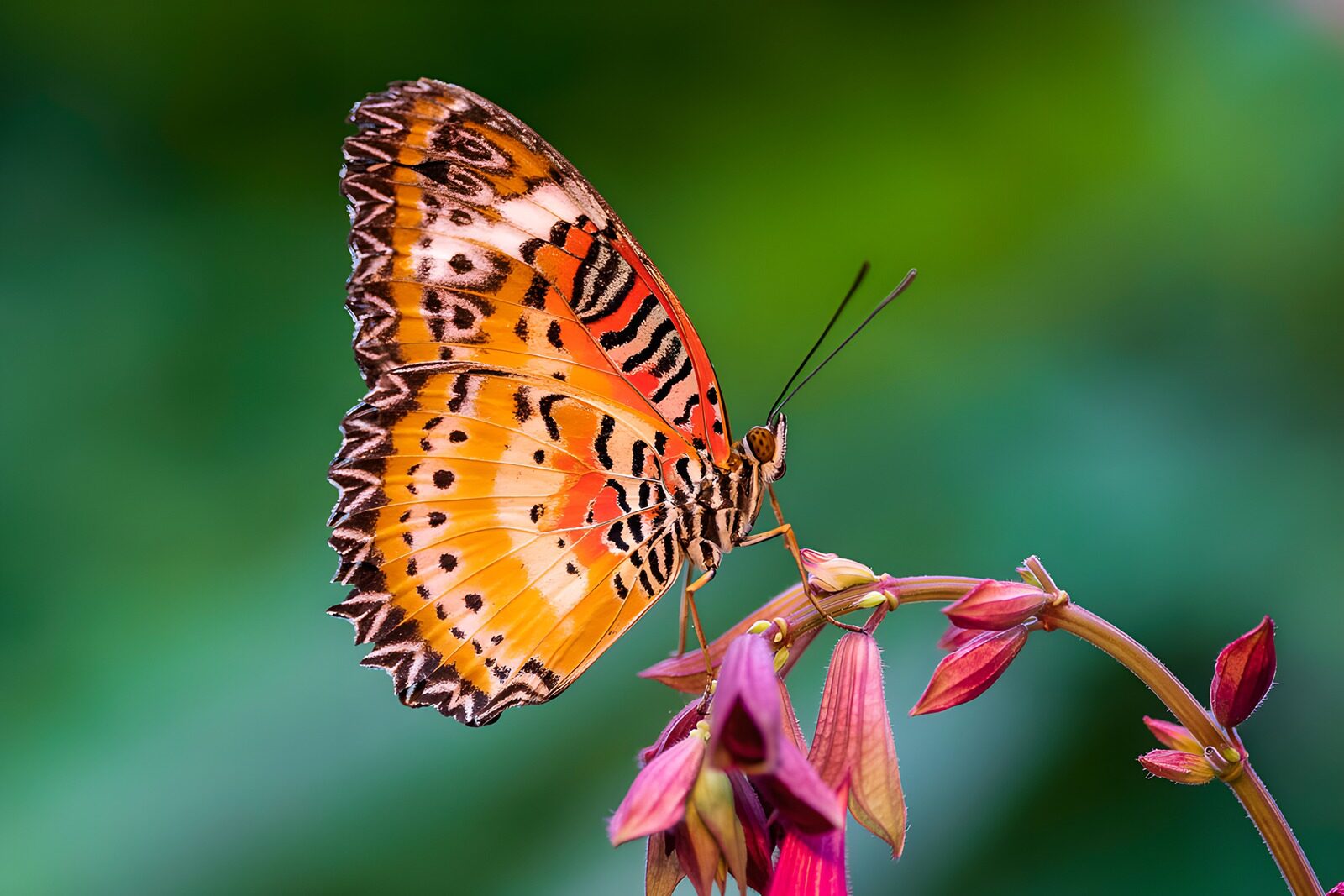TP96911: Prachtige vlinder op een bloem