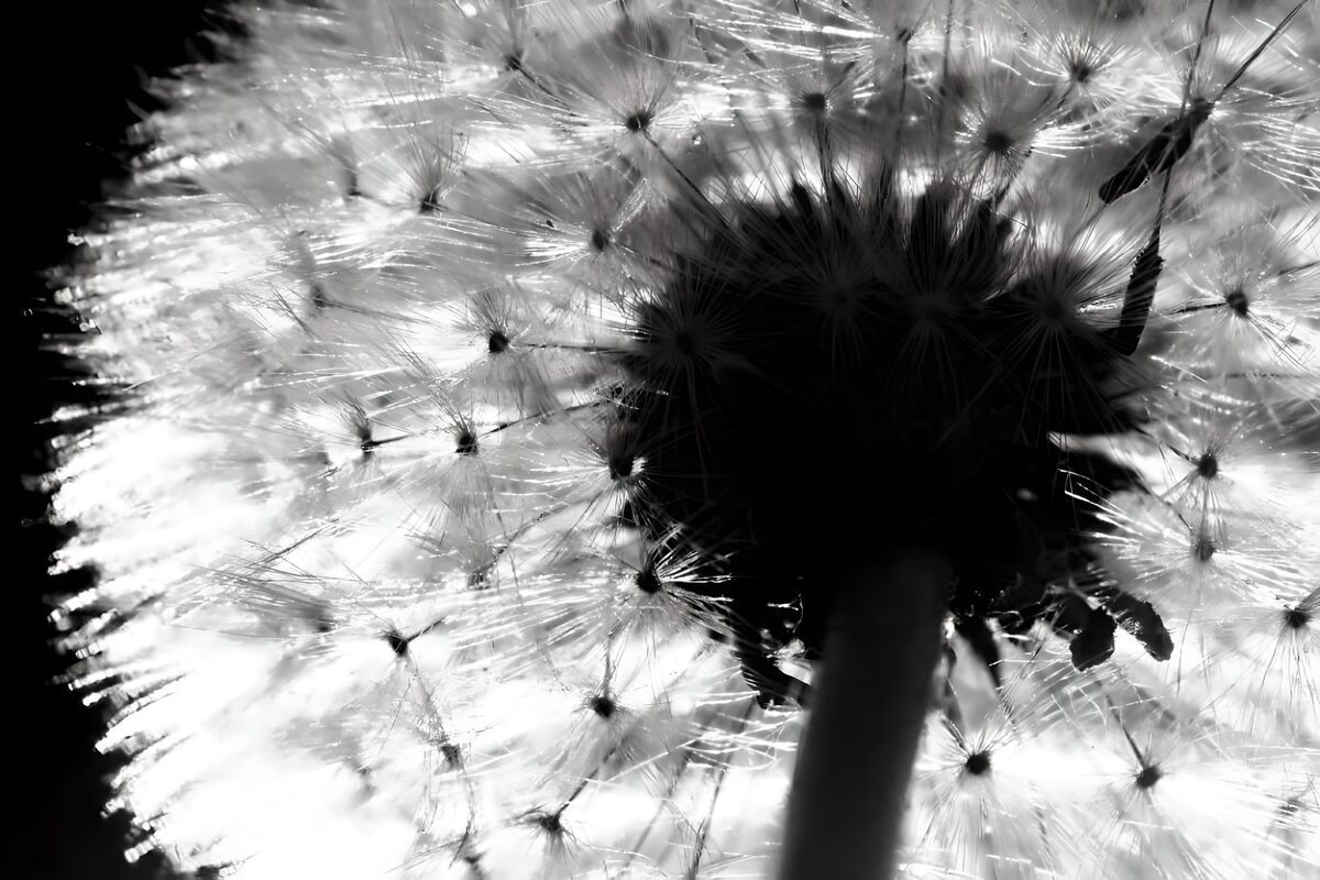 From below Pappus