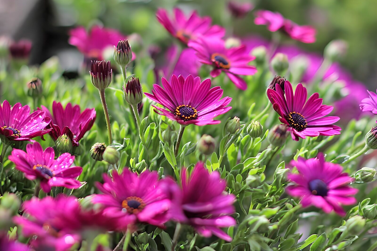 TP17645: Paarse margrietjes
