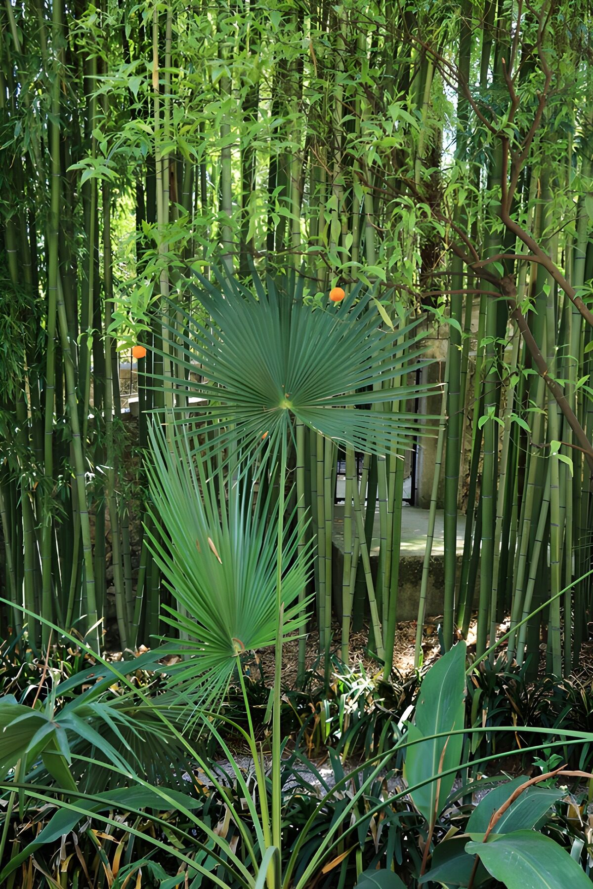 TP71423: Groene Oase met Bamboe en Palmen