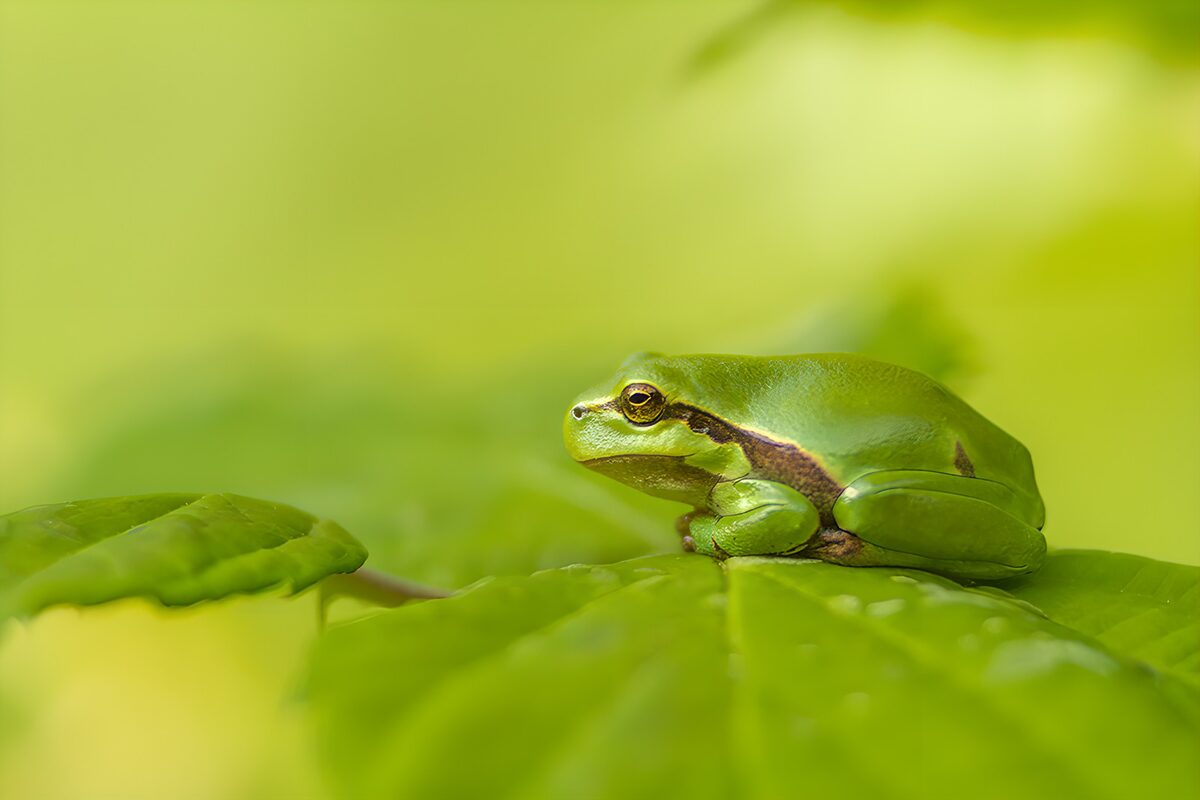 Groene kikker op een blad