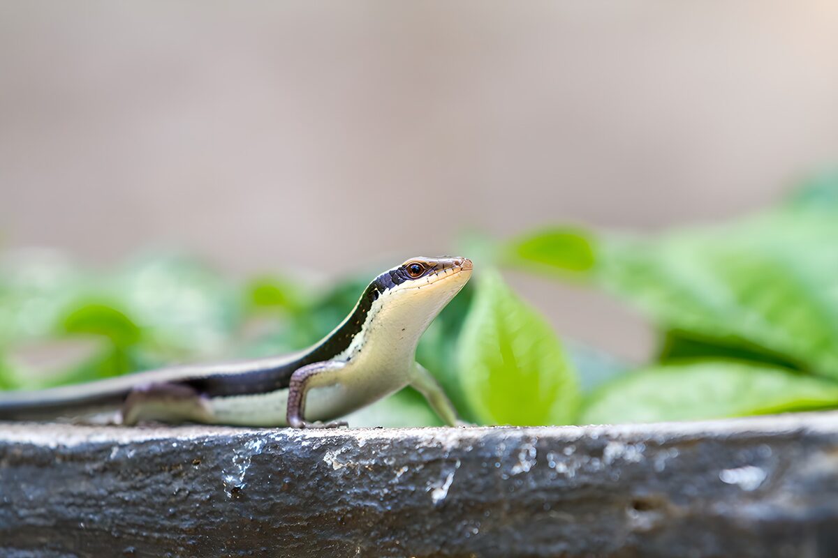 Groene hagedis tussen bladeren