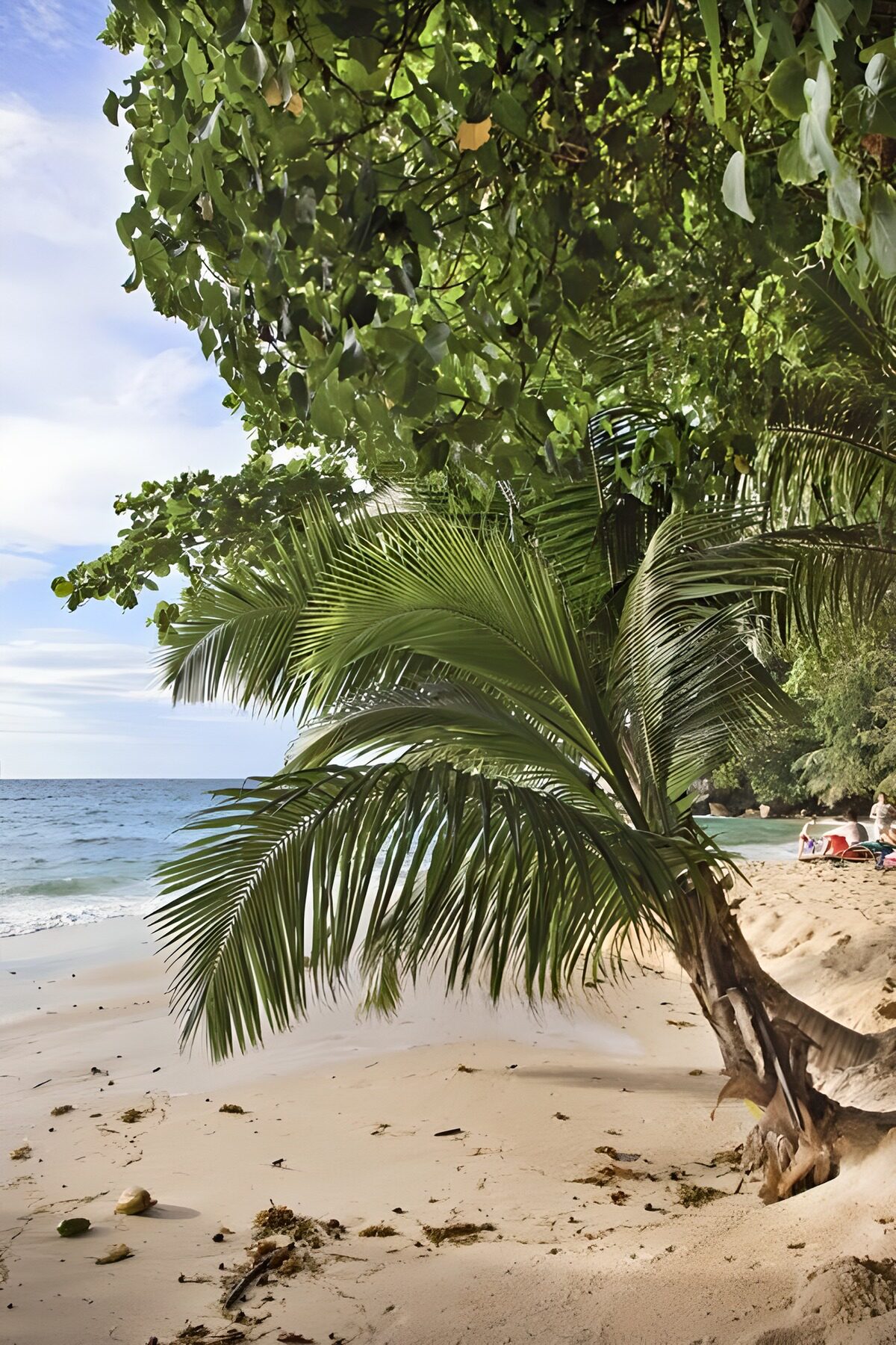 Tropisch strand met palmbomen