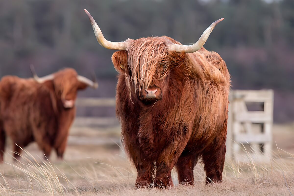 Highlander rund op de weide