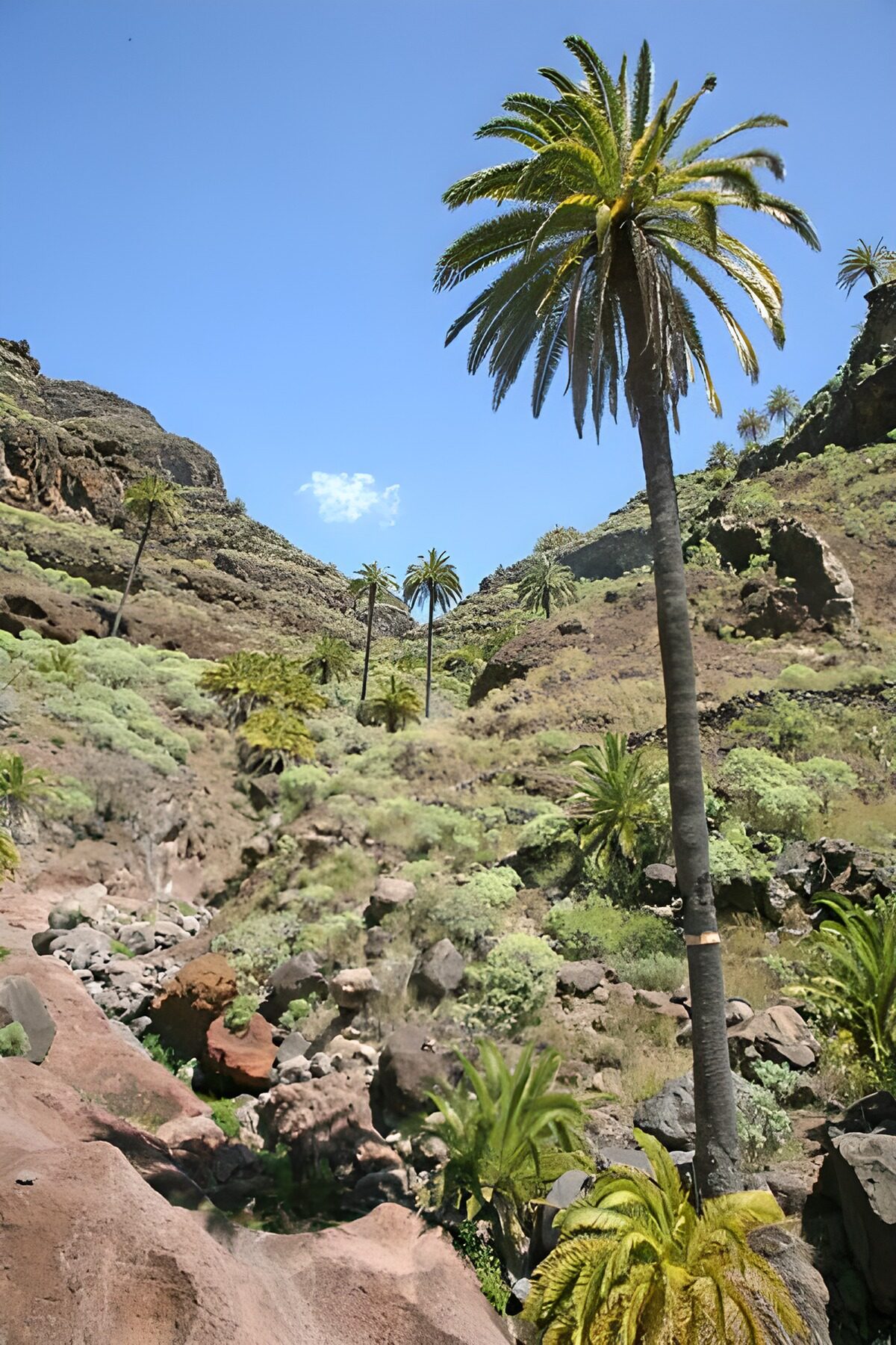 TP55180: La Gomera 15