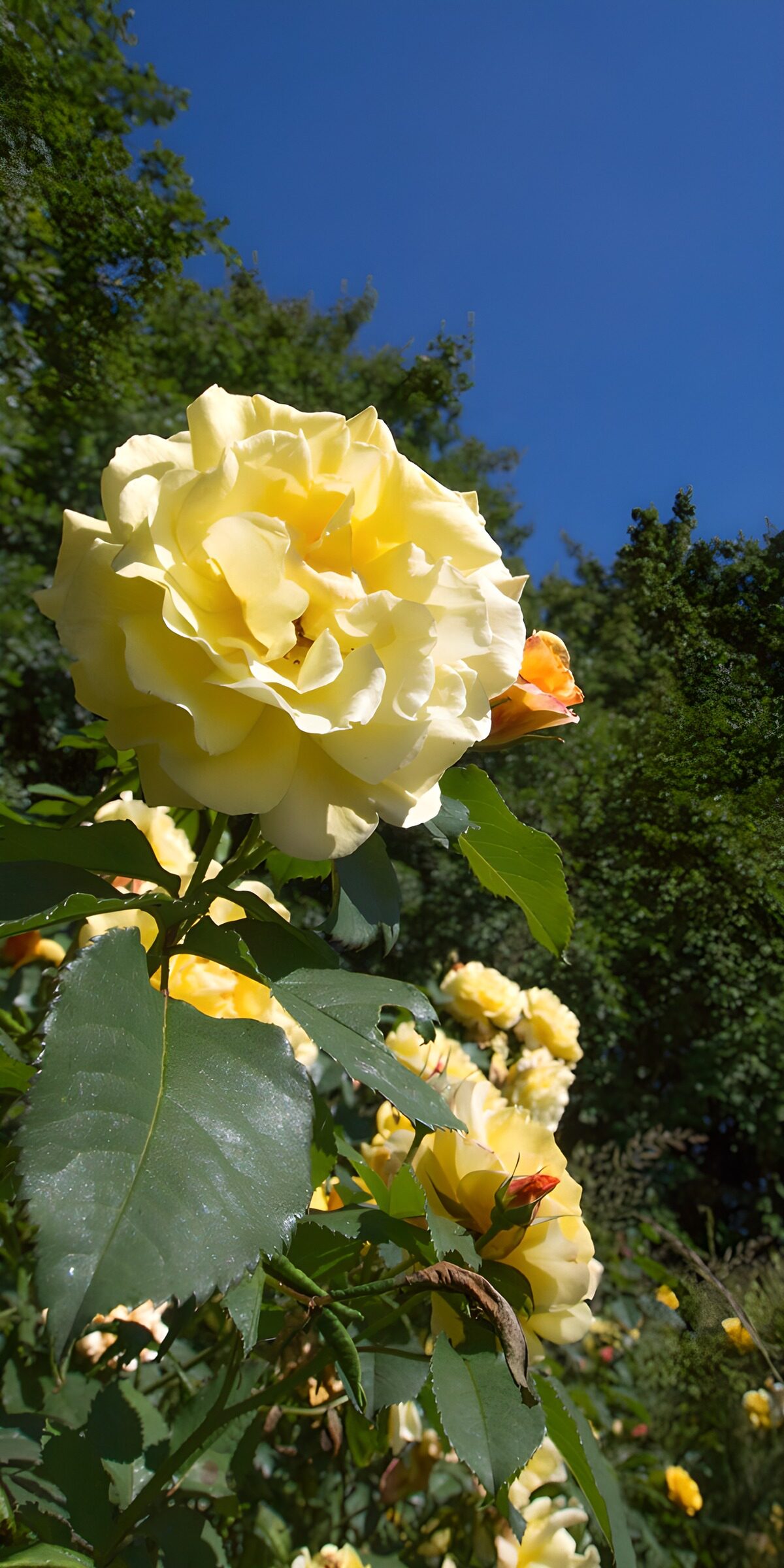 Gele rozen in zonlicht