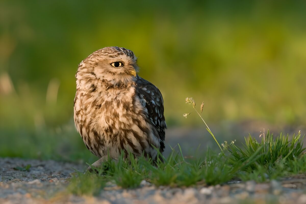 Schattige uil in het gras