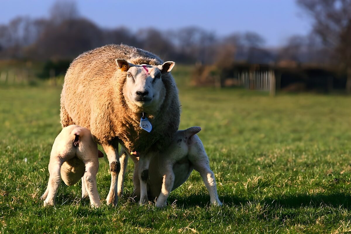 Lammetjes die drinken bij hun moeder