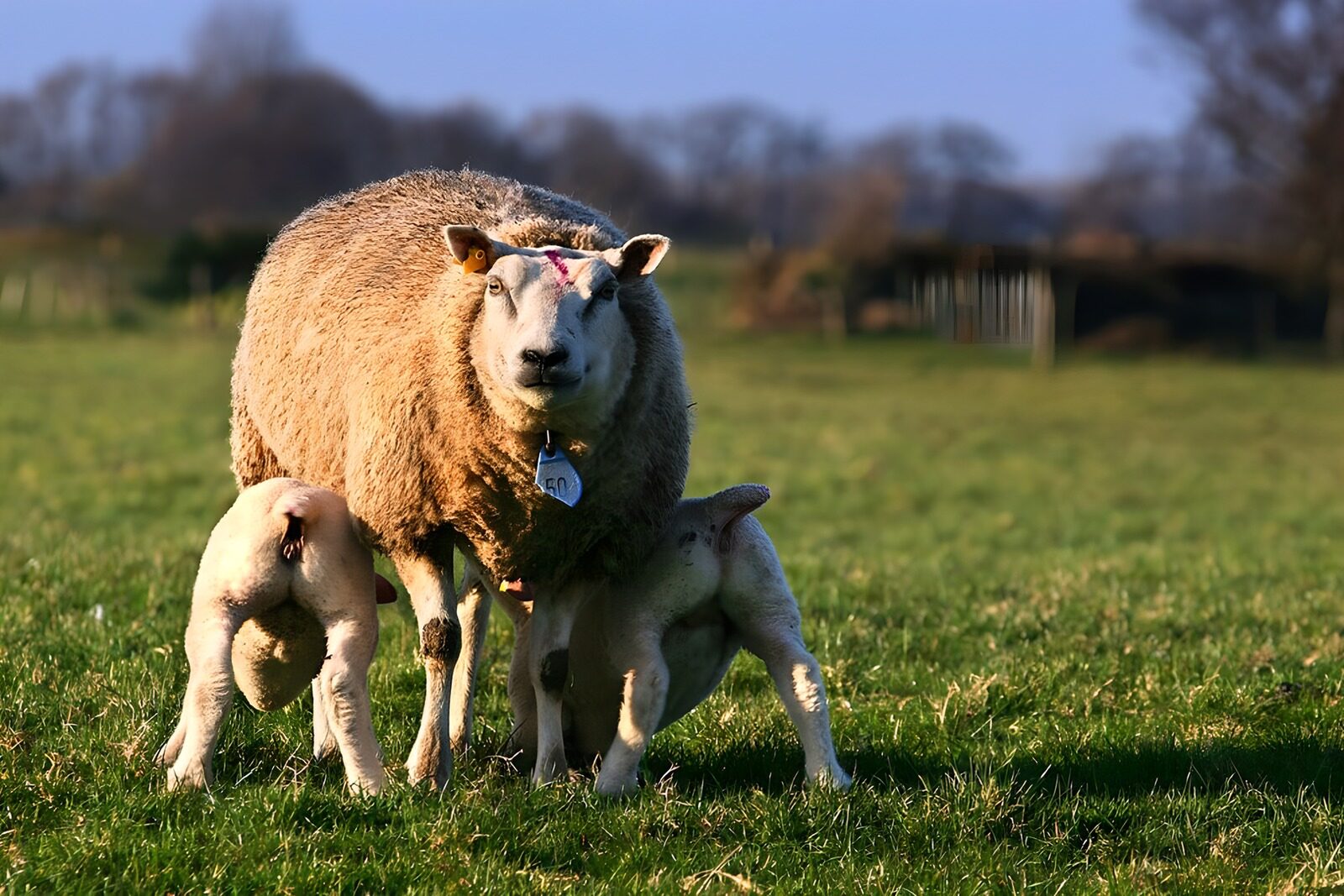 TP17119: Lammetjes die drinken bij hun moeder
