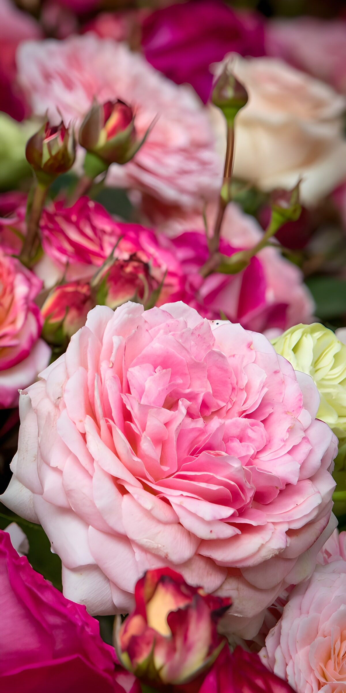Kleurrijke Rozen in Bloei
