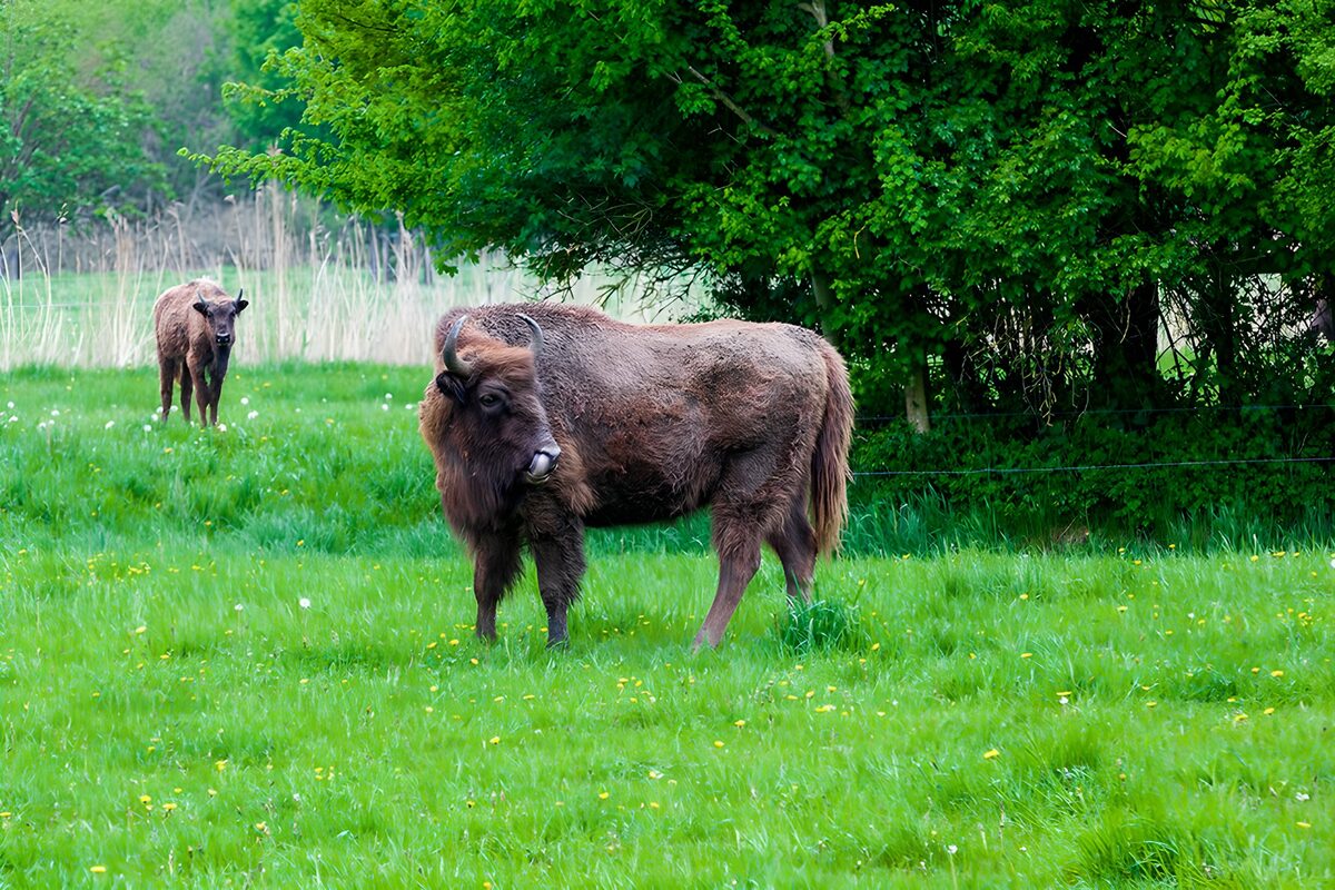 Europese bison in groene weide