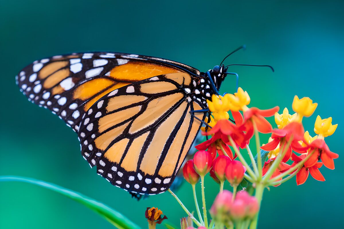 Monarchvlinder op kleurrijke bloemen