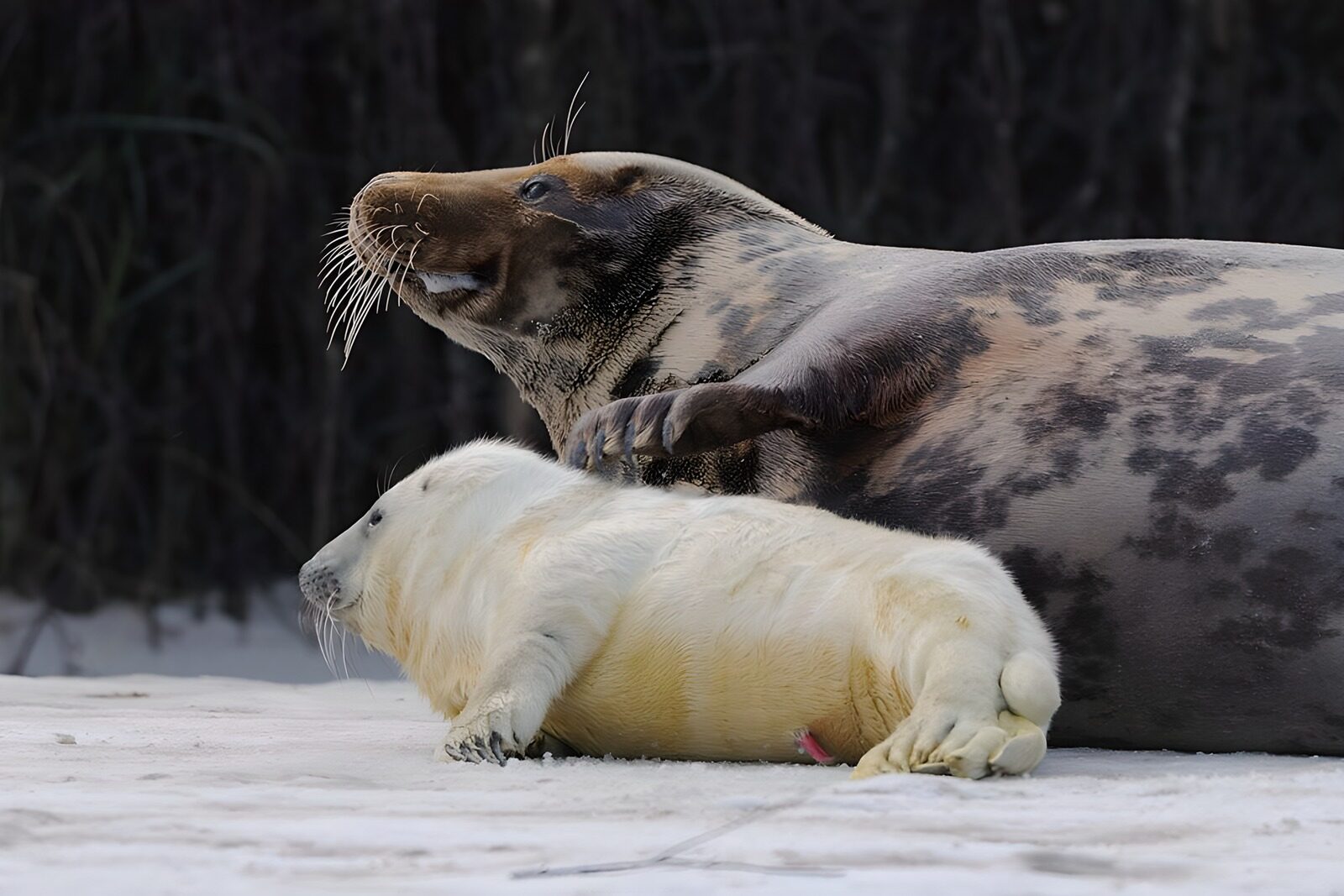 TP82043: Moeder met jonge zeehond