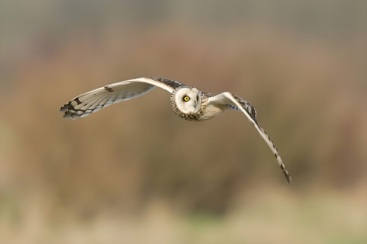 Uil in volle vlucht