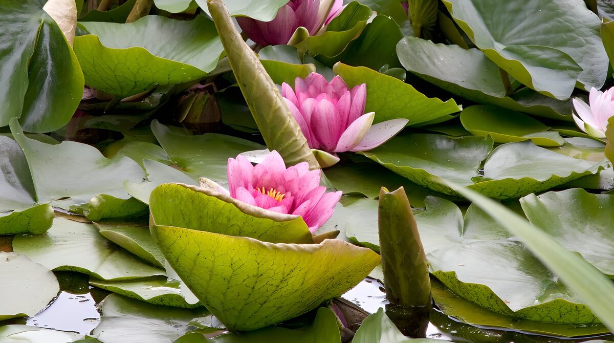 N. Graziella een bed van roze waterlelies