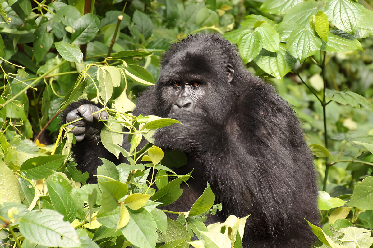 Verzorgde gorilla tussen het groen