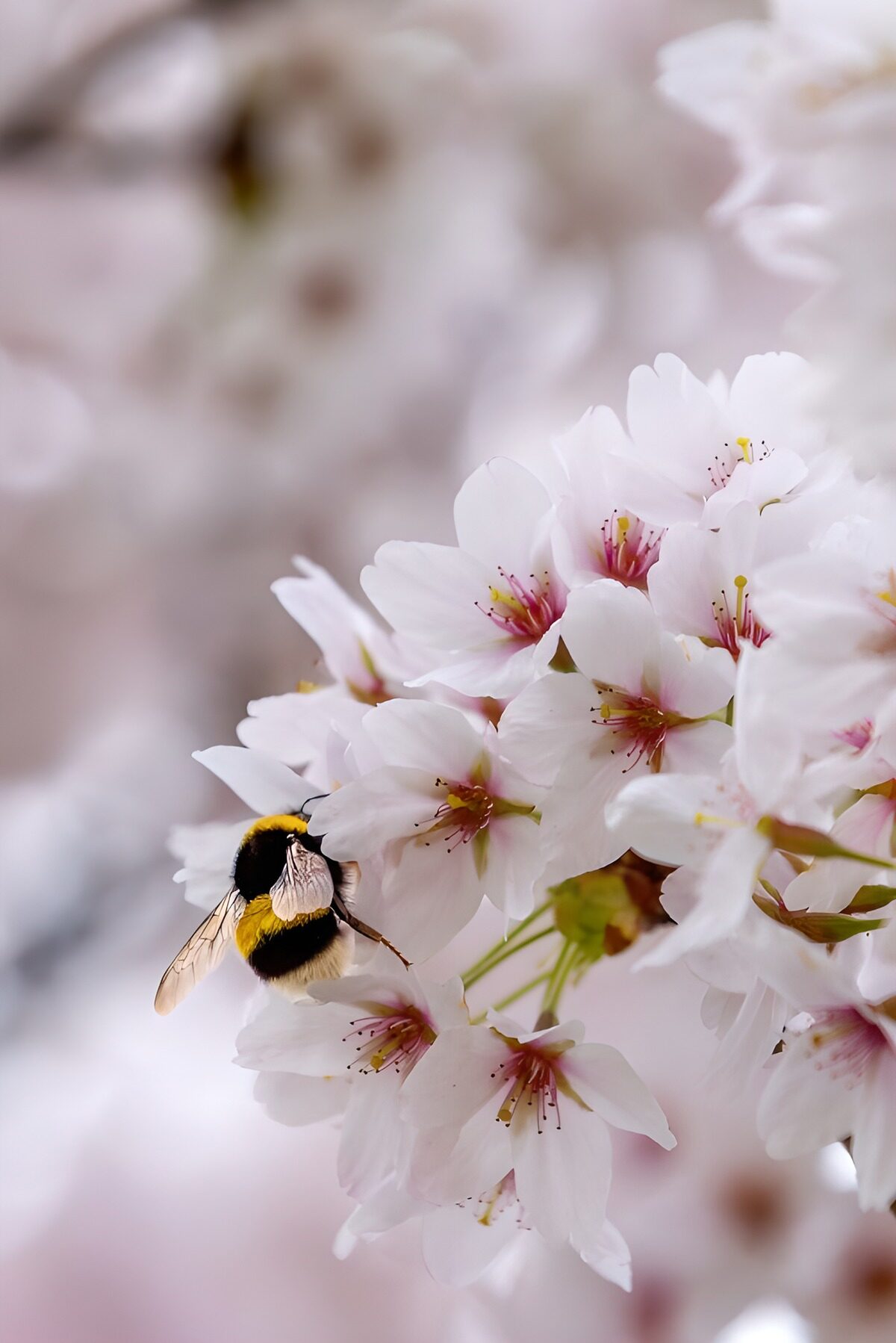 Bij op bloemrijke kersenboom